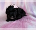 Small #1 Aussiedoodle Miniature 