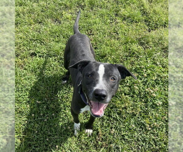 Medium Photo #2 American Pit Bull Terrier-Unknown Mix Puppy For Sale in Ocala, FL, USA