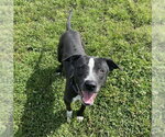Small #1 American Pit Bull Terrier Mix