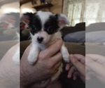 Small #6 Chihuahua