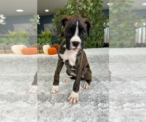 Boxer Puppy for sale in GREENFIELD, IN, USA