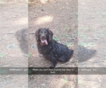 Small Photo #1 Boykin Spaniel Puppy For Sale in LA CROSSE, VA, USA