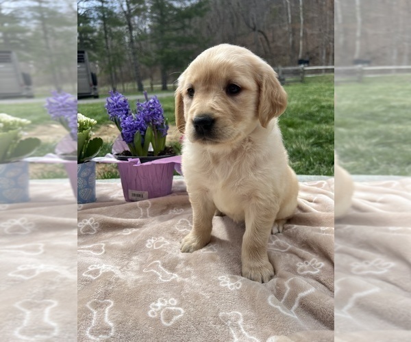 Medium Photo #1 Golden Retriever Puppy For Sale in NEOLA, WV, USA