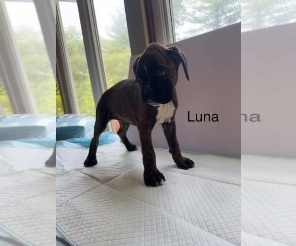 Medium Photo #22 Boxer Puppy For Sale in EUREKA, IL, USA