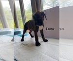 Small Photo #22 Boxer Puppy For Sale in EUREKA, IL, USA