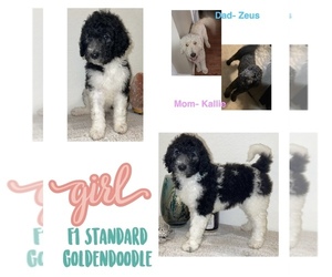 Goldendoodle Puppy for sale in SAINT HEDWIG, TX, USA