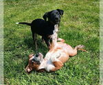 Small #10 Australian Shepherd Mix