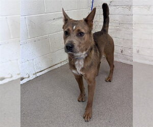 Mutt Dogs for adoption in San Bernardino, CA, USA