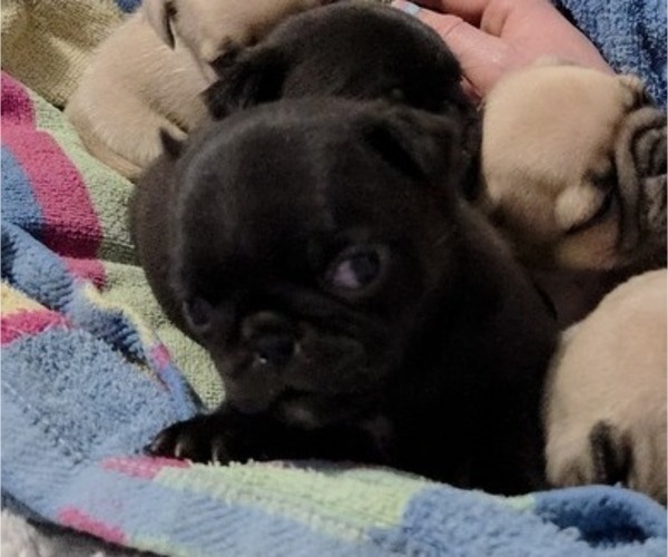 Medium Photo #13 Pug Puppy For Sale in HILLSDALE, MI, USA