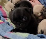 Small #12 Pug