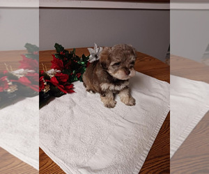 Schnoodle (Miniature) Puppy for sale in HUMBOLDT, IL, USA