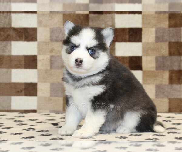 Medium Photo #1 Pomsky Puppy For Sale in DENVER, PA, USA