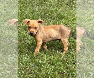 Labrador Retriever-Unknown Mix Dogs for adoption in garner, NC, USA