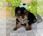 Small #12 Yorkshire Terrier