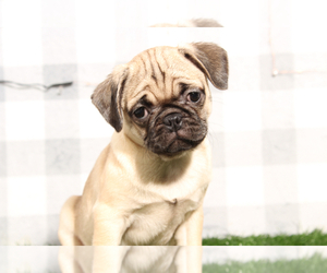 Pug Puppy for sale in MARIETTA, GA, USA