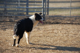 Border Collie Puppy for sale in RIPLEY, TN, USA