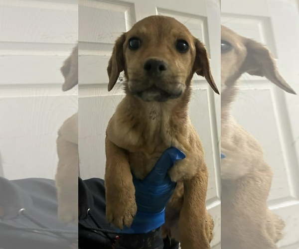 Medium Photo #1 Mutt Puppy For Sale in Evansville, IN, USA