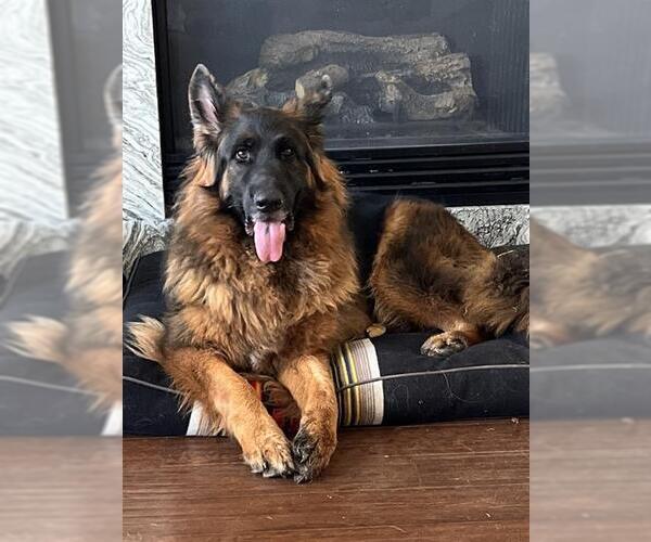 Medium Photo #1 German Shepherd Dog-Unknown Mix Puppy For Sale in San Antonio, TX, USA
