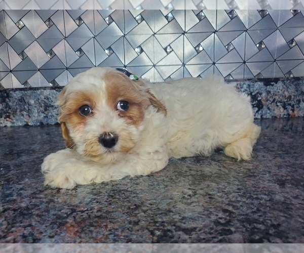 Medium Photo #4 Cockapoo-Poodle (Miniature) Mix Puppy For Sale in GOSHEN, IN, USA