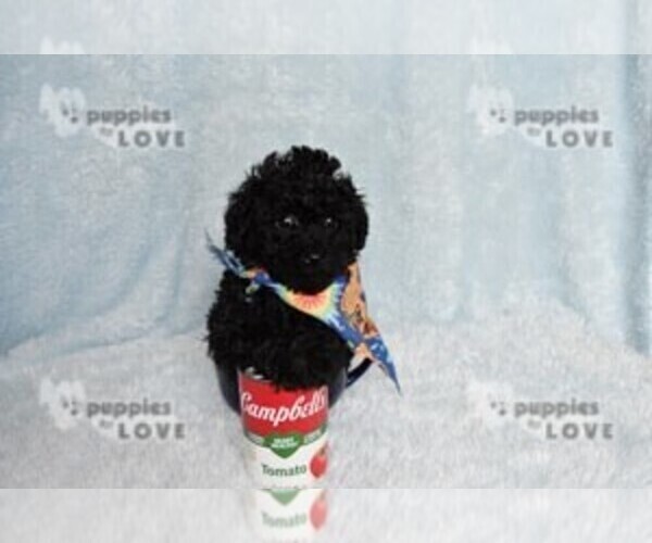 Medium Photo #14 Poodle (Toy) Puppy For Sale in SANGER, TX, USA