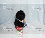 Small #13 Poodle (Toy)