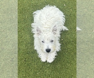 West Highland White Terrier Puppy for Sale in PHOENIX, Arizona USA