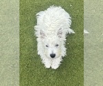 Small West Highland White Terrier