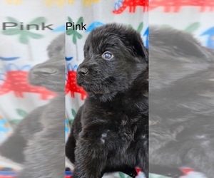 German Shepherd Dog Puppy for Sale in CLEVELAND, Tennessee USA