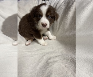 Miniature Australian Shepherd Puppy for sale in MENIFEE, CA, USA