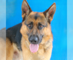 Small German Shepherd Dog