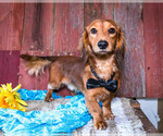 Small Photo #2 Dachshund Puppy For Sale in WAKARUSA, IN, USA