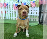 Small American Pit Bull Terrier