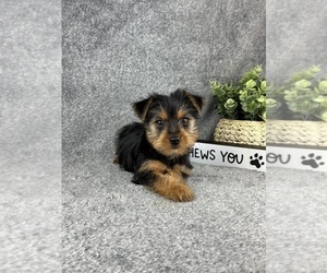 Yorkshire Terrier Puppy for sale in INDIANAPOLIS, IN, USA