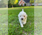 Puppy Rocket Maltipoo