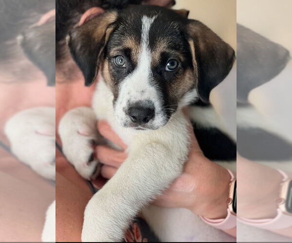 Medium Photo #6 Treeing Walker Coonhound-Unknown Mix Puppy For Sale in Dana Point, CA, USA