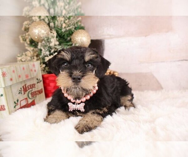 Medium Photo #1 Schnauzer (Miniature) Puppy For Sale in CELINA, TN, USA