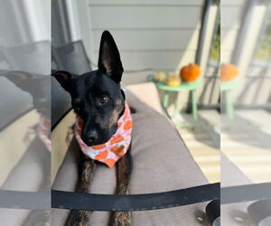 Mutt Dogs for adoption in Houston, TX, USA