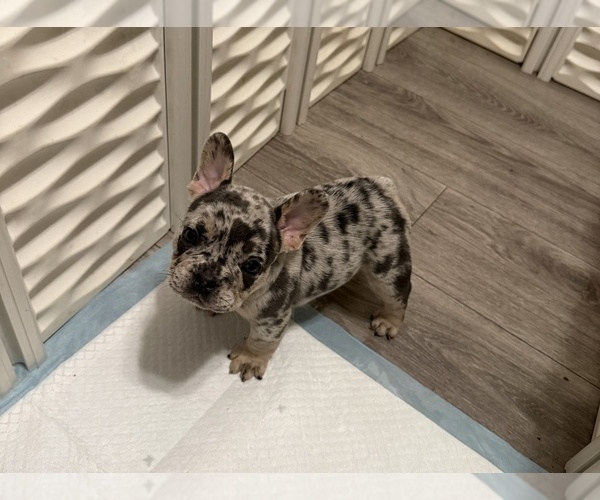 Medium Photo #4 French Bulldog Puppy For Sale in BURLINGAME, CA, USA