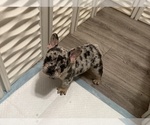 Small #3 French Bulldog