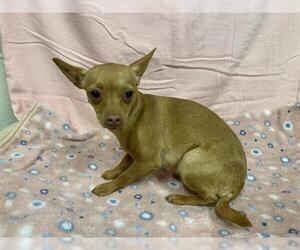 Chihuahua Dogs for adoption in Modesto, CA, USA