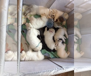 Great Pyrenees Puppy for sale in HOUSTON, TX, USA