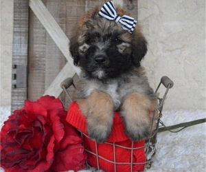 Saint Berdoodle Puppy for sale in HONEY BROOK, PA, USA