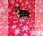 Small Photo #21 Yorkshire Terrier Puppy For Sale in LAPEER, MI, USA