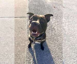 Elliot - Male Mutt Dog for Adoption - Photo #5