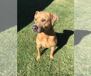 BOOKER - Male Labrador Retriever Dog for Adoption