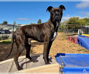 Medium Boxer Mix