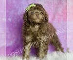 Small #3 Poodle (Miniature)