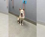 Small Labrador Retriever Mix