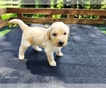 Small #2 Goldendoodle