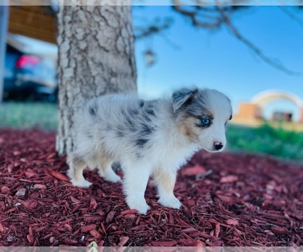 Medium Photo #17 Miniature Australian Shepherd Puppy For Sale in BLACK FOREST, CO, USA